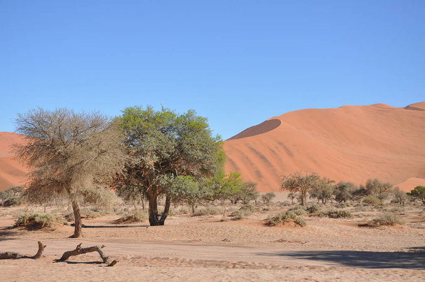 Sand dunes in the Namib desert - Фото, изображение