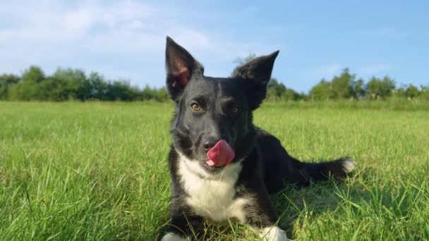 スローモーション、ポートレート:美しい黒と白の毛皮を持つかわいい患者の子犬は、暑い夏の日の間に冷たい草の中で休みます。日当たりの良い草原の真ん中にまだ横たわっている愛らしいボーダーコリー. - 映像、動画