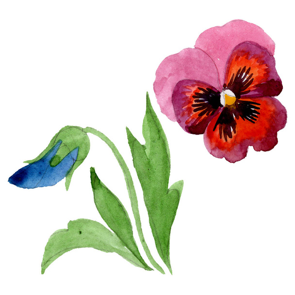 ヴィオラの花の植物の花と装飾。水彩画の背景セット。分離されたビオライラスト要素. - 写真・画像