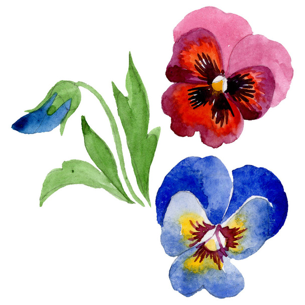 Ornament with viola floral botanical flowers. Watercolor background set. Isolated violas illustration element. - Fotografie, Obrázek