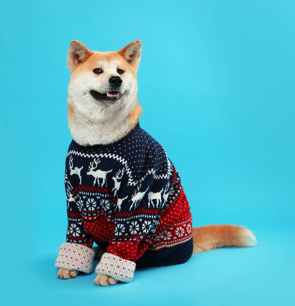 Cute Akita Inu dog in Christmas sweater on blue background - Valokuva, kuva