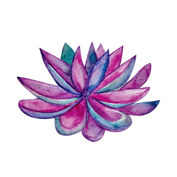 Succulent in watercolor, pink, purple, lilac color on white background. Hand drawn succulentus. Perfect for your project, wedding, greeting cards, photos, banner, blogs, wreaths, - Foto, Bild