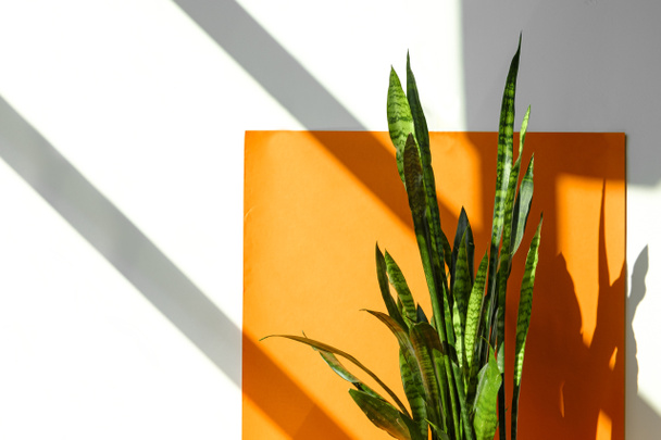 Sansevieria φυτό ή φίδι φυτό σε κατσαρόλα σπίτι και τον κήπο έννοια, Σανσέκια τριπεριάτα, Ασαποειδή   - Φωτογραφία, εικόνα