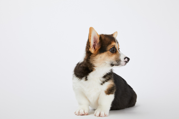 adorable welsh corgi puppy looking away on white background - Фото, изображение