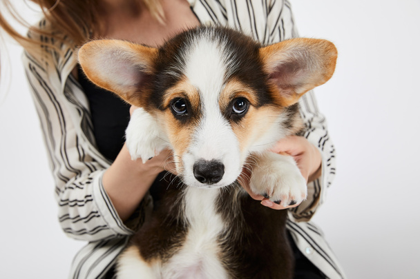 partial view of blonde girl holding cute welsh corgi puppy isolated on white - Foto, imagen