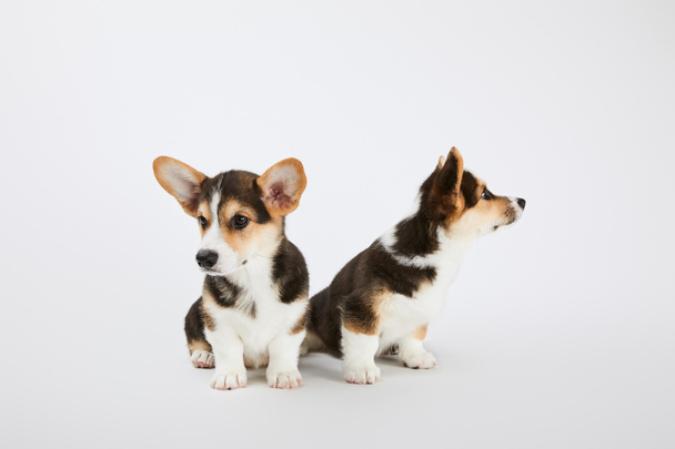 очаровательные валлийские щенки корги на белом фоне
 - Фото, изображение