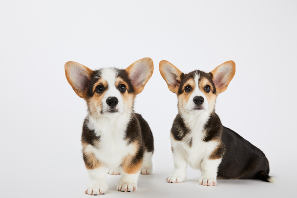 cute welsh corgi puppies looking at camera on white background - 写真・画像