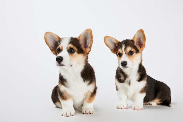fluffy cute welsh corgi puppies looking away on white background - Foto, immagini