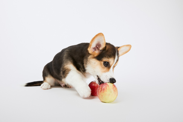 cute welsh corgi puppy playing with ripe apples on white background - Photo, image