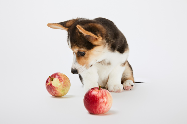 cute welsh corgi puppy looking at ripe apples on white background - Fotó, kép