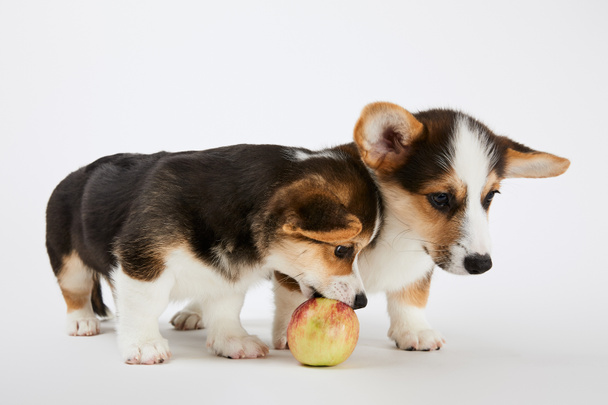 cute welsh corgi puppies with tasty apple on white background - Φωτογραφία, εικόνα