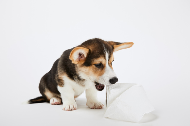 fluffy welsh corgi puppy playing with toilet paper on white background - Photo, Image