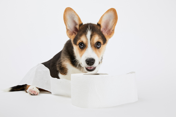 cute welsh corgi puppy playing with toilet paper on white background - Foto, afbeelding