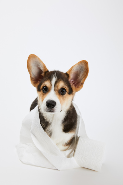 adorável galês corgi filhote de cachorro em papel higiênico no fundo branco
 - Foto, Imagem