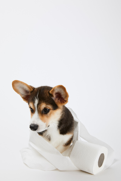白い背景にトイレットペーパーでかわいいウェールズコーギー子犬 - 写真・画像