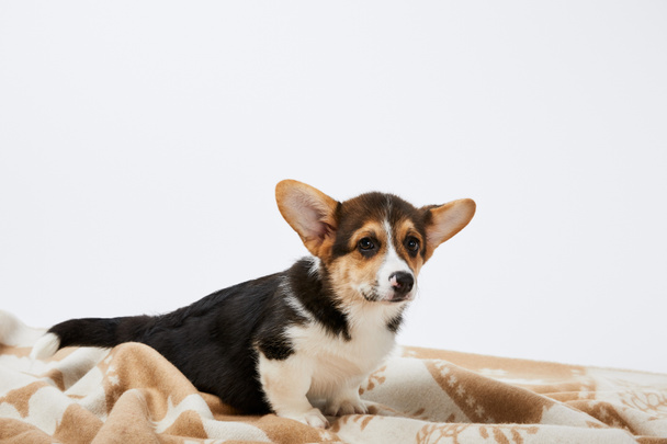 fluffy cute welsh corgi puppy on blanket isolated on white  - Foto, afbeelding