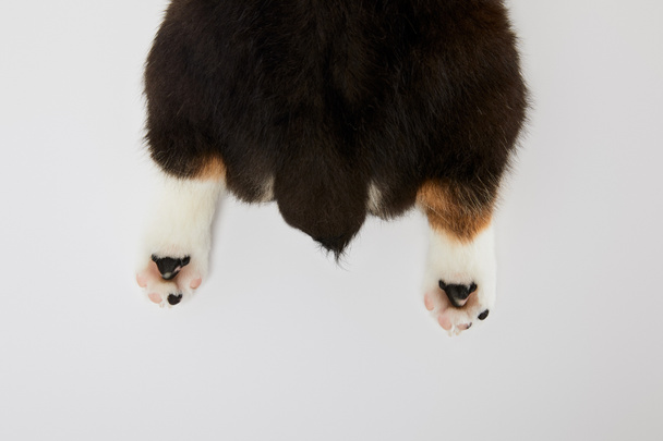 gedeeltelijke weergave van schattige Welsh Corgi puppy poten en staart geïsoleerd op wit  - Foto, afbeelding
