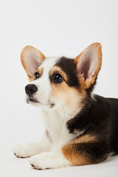 fluffy welsh corgi puppy lying and looking away on white background - Foto, Imagen