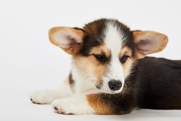 fluffy corgi puppy lying and looking away on white background - Foto, Bild