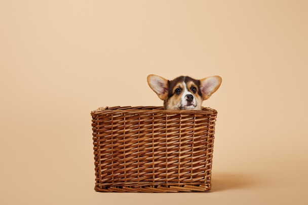 Urocza Welsh Corgi Puppy w wiklinowym koszyku na beżowym tle - Zdjęcie, obraz