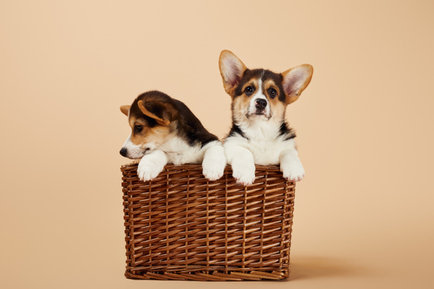 cute fluffy welsh corgi puppies in wicker basket on beige background - Фото, изображение