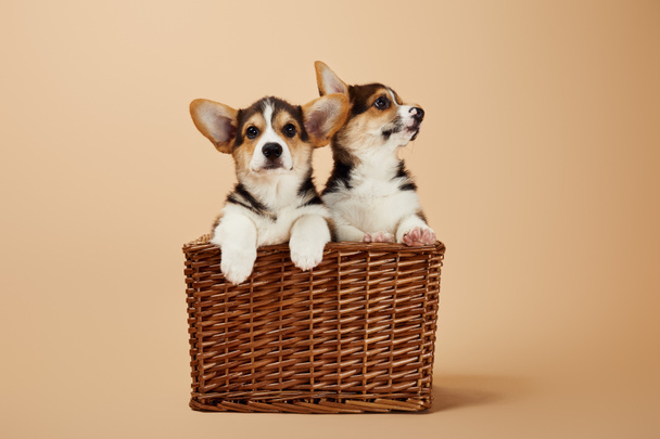 bonito corgi filhotes de cachorro em cesta de vime no fundo bege
 - Foto, Imagem