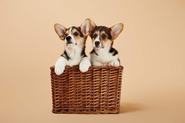 lindo peludo corgi cachorros en canasta de mimbre sobre fondo beige
 - Foto, Imagen