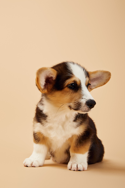 cute welsh corgi puppy looking away on beige - Foto, Imagen