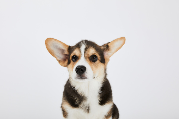 welsh corgi puppy with cute ears isolated on white  - Фото, зображення