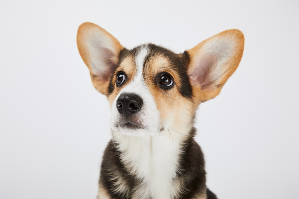 cute welsh corgi puppy looking away isolated on white - Photo, Image