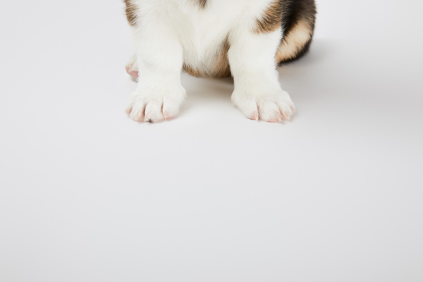 lindo galés corgi cachorro patas sobre fondo blanco
 - Foto, imagen