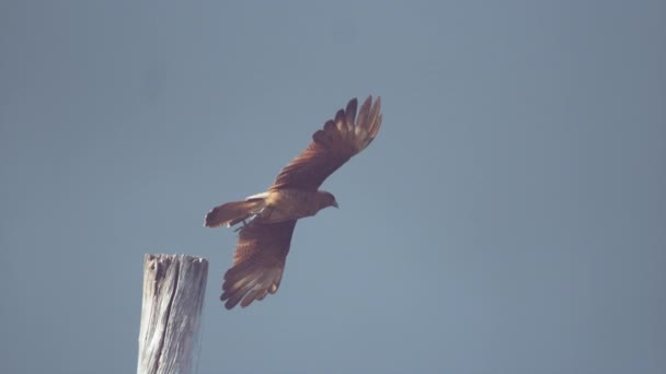 スーパースローモーション、Dof、クローズアップ:木製のポールに立っている雄大な茶色のラプターの鳥は、晴れた空に離陸します。その狩りを開始雄大なブザード鳥の壮大なショット。チマンゴ・カラカラ飛行 - 映像、動画