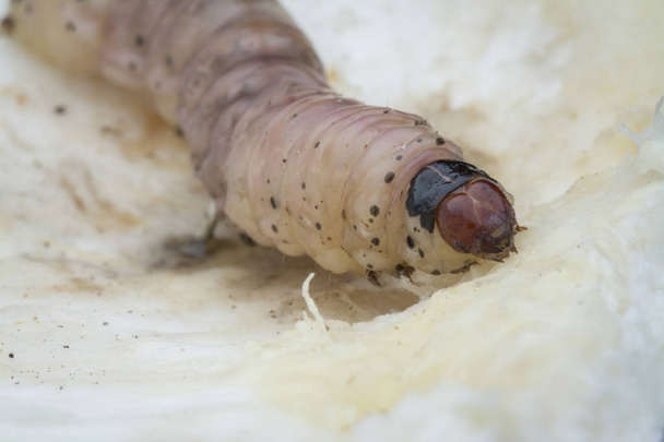 larva de barrenador de frutas durianas
 - Foto, Imagen