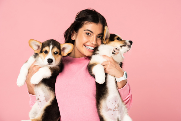 attraente donna in possesso di cuccioli di Corgi gallesi, isolato su rosa
 - Foto, immagini