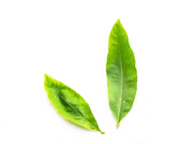 Vista superior dos hojas de Ochna integerrima Hoa Mai aisladas en blanco
 - Foto, imagen