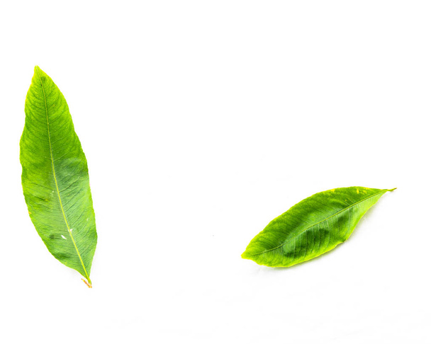 Vista superior dos hojas de Ochna integerrima Hoa Mai aisladas en blanco
 - Foto, Imagen