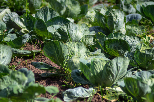 Field with growing cabbage - Photo, Image