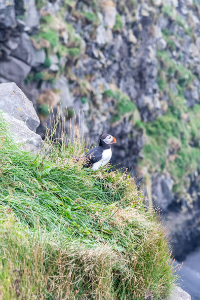 Pohled na portrét krásného islandského Puffin na útesu - Fotografie, Obrázek