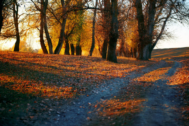 toprak yol ve sonbahar ormanda, gün batımında gölgeler parlak güneş ışığı güzel ağaçlar - Fotoğraf, Görsel