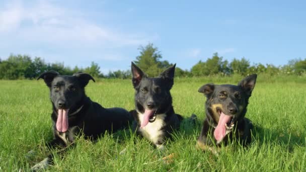 Zeitlupe, Porträt: Drei Border Collies liegen an einem sonnigen Frühlingstag noch inmitten einer leeren Wiese. glückliche Hunde mit schönen schwarzen Mänteln kühlen sich nach dem Spielen in der Natur im kalten Gras ab. - Filmmaterial, Video