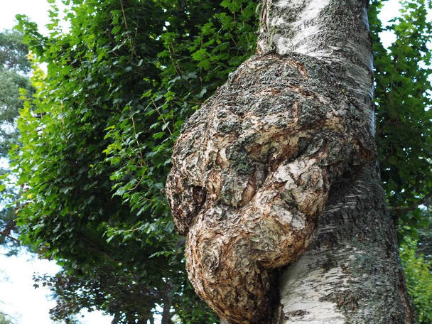 A large burr or burl on the trunk of a birch tree - betula pendula. - Photo, Image