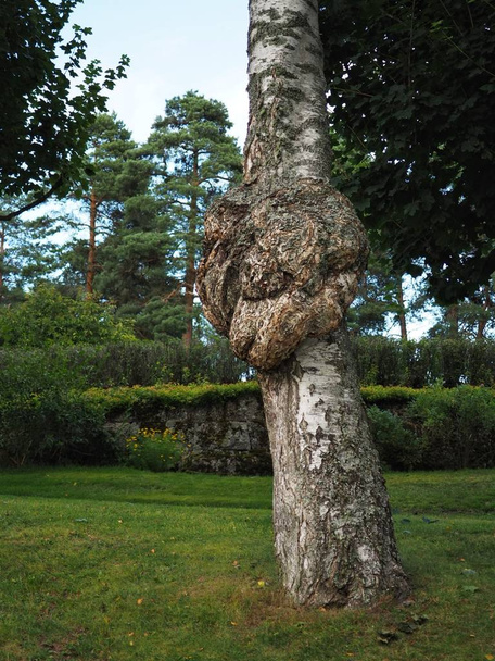 A large burr or burl on the trunk of a birch tree - betula pendula. - Photo, Image