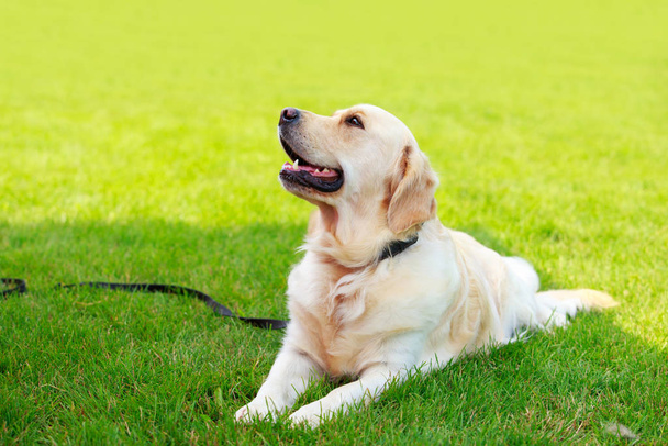 Dog breed Labrador Retriever - Valokuva, kuva