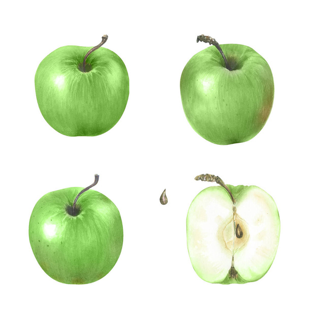 Akvarel, ilustrace s ripovými jablky. Úroda. Lze použít pro menu, trhy farmy, banner, výtisky.  - Fotografie, Obrázek