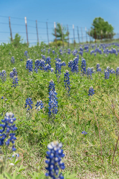 テキサス州、アメリカの田舎の素朴な鋼鉄有線フェンスに沿ったブルーボンネット畑 - 写真・画像