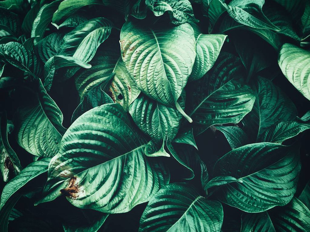 Bello di foglie tropicali verdi - Foto, immagini