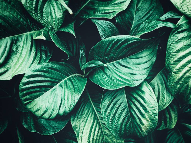 緑の熱帯の葉の美しい - 写真・画像