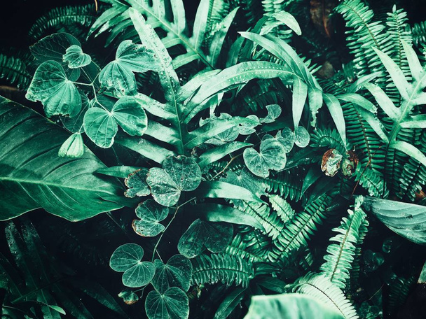 Beautiful of green tropical leaves - Zdjęcie, obraz