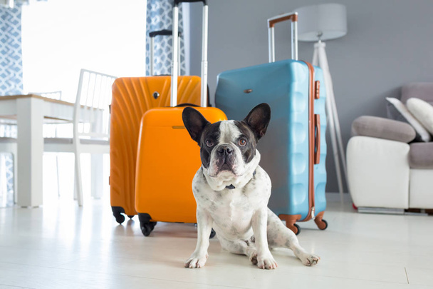 French bulldog sitting at packed travel baggages - Фото, зображення