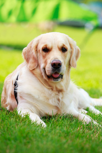 Dog breed Labrador Retriever - Valokuva, kuva